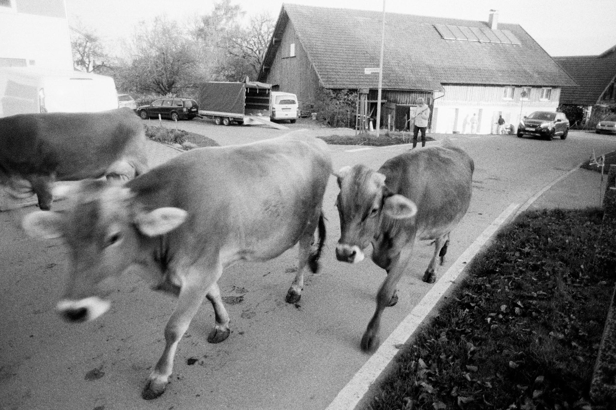 kühe straße