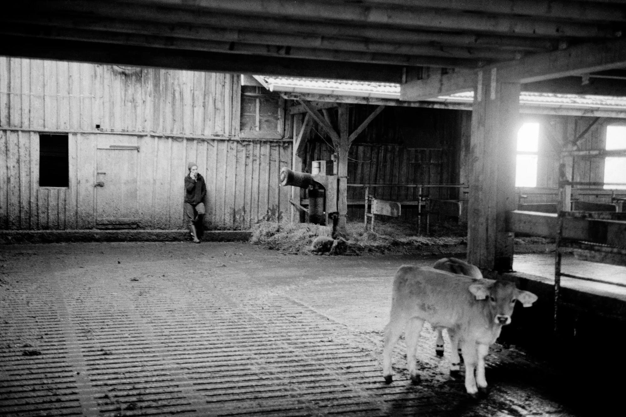 aurelia stall