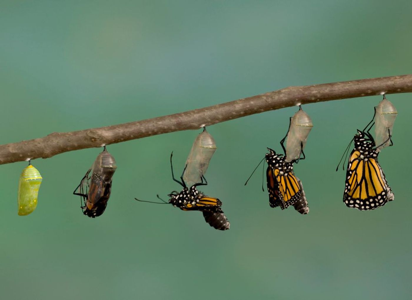 Change Management: Addressing the Challenges of Transformation
