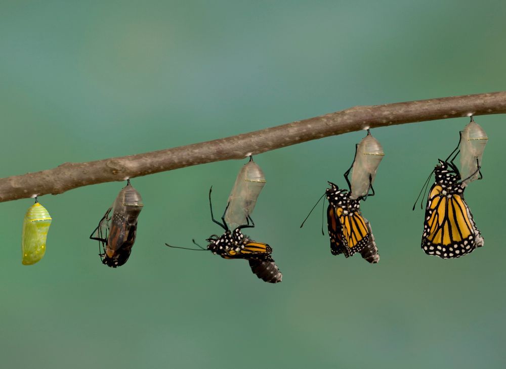Change Management: Addressing the Challenges of Transformation