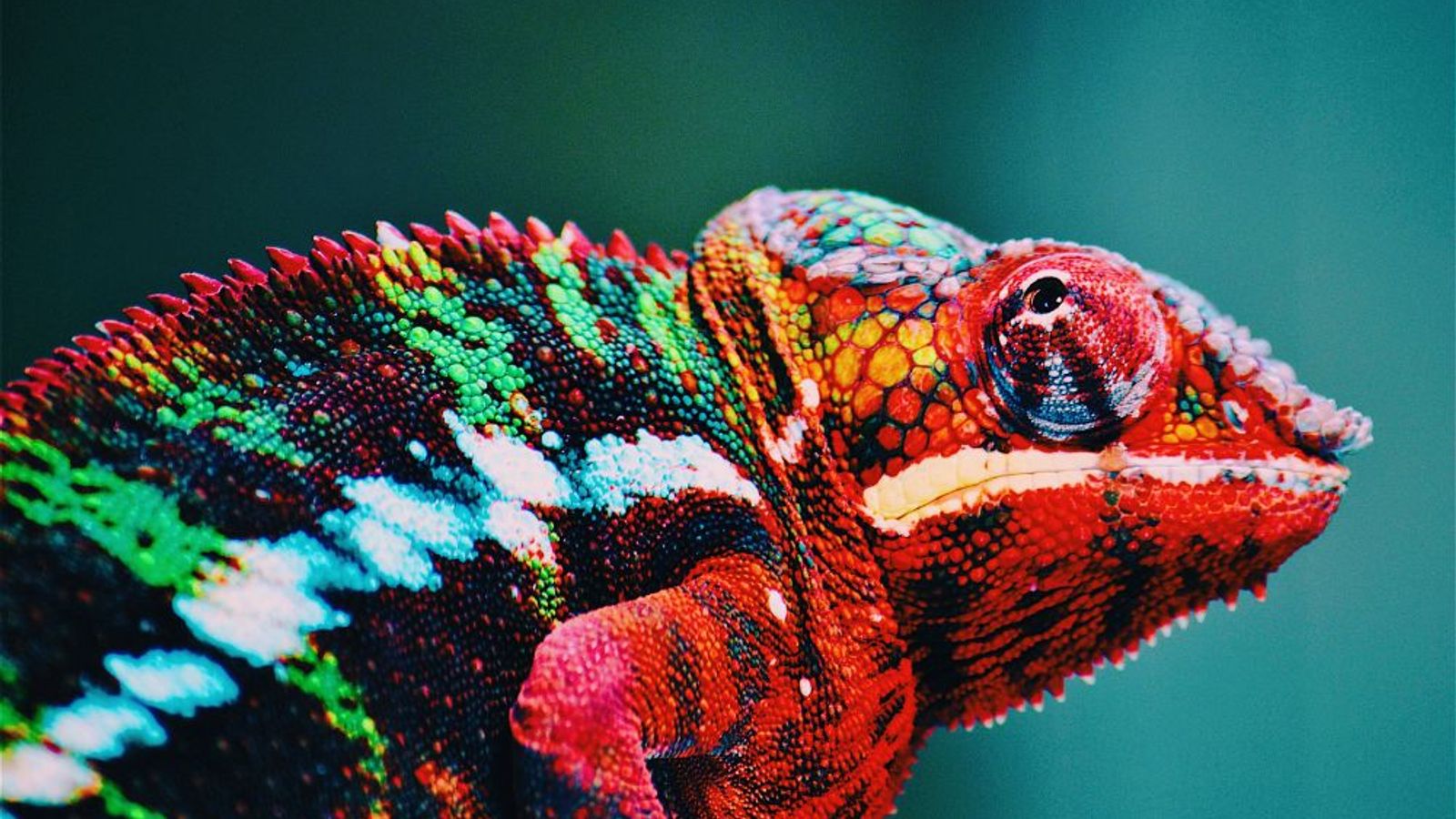 Culture That Thrives Through Change: A Practical Guide