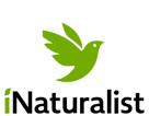 iNaturalist logo