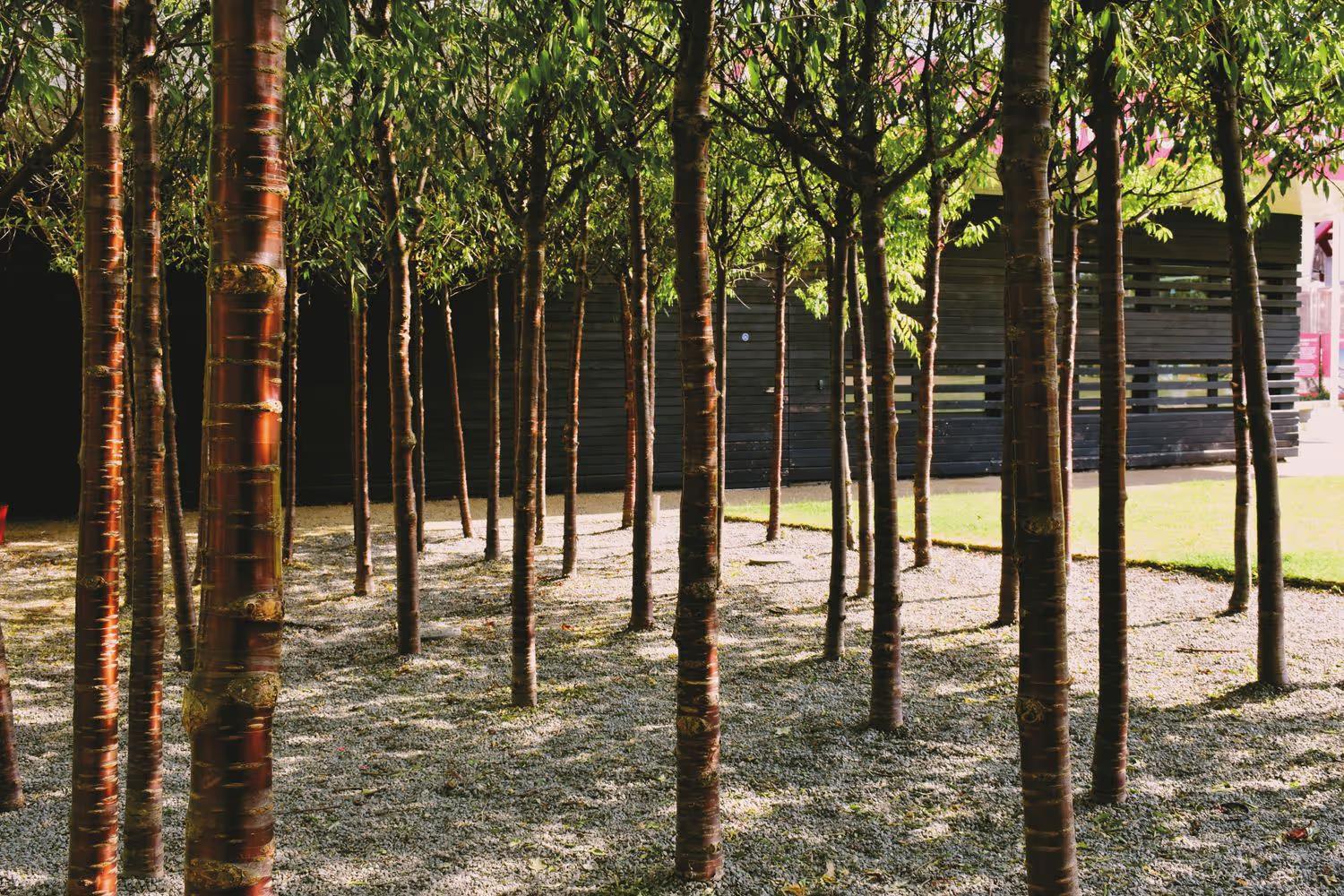 A collection of young trees at a school in Queen's Park, London