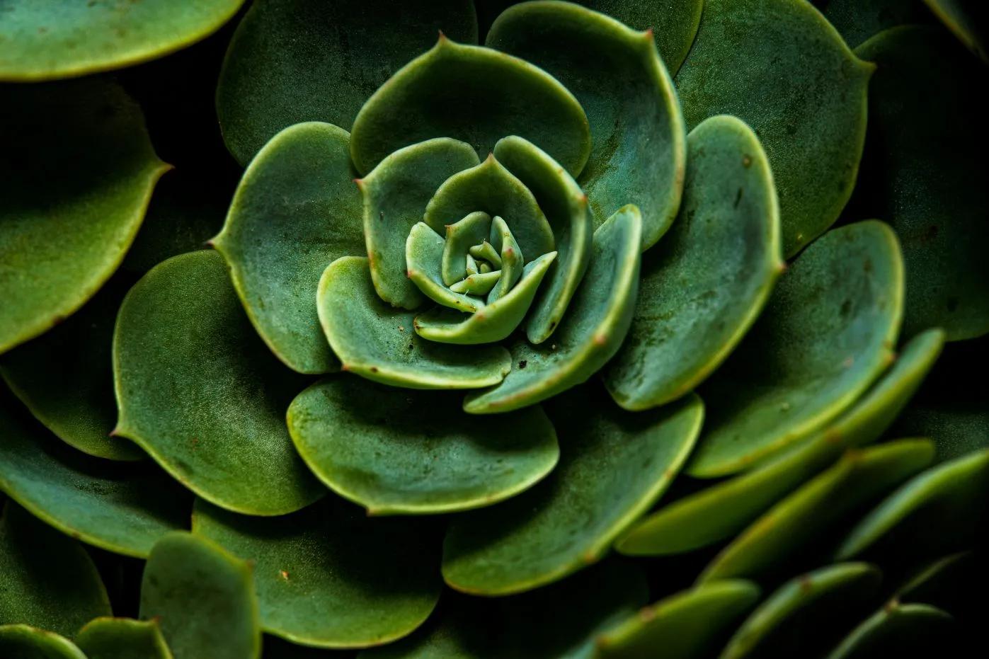 A close up of succulent plants leaves, taken from above