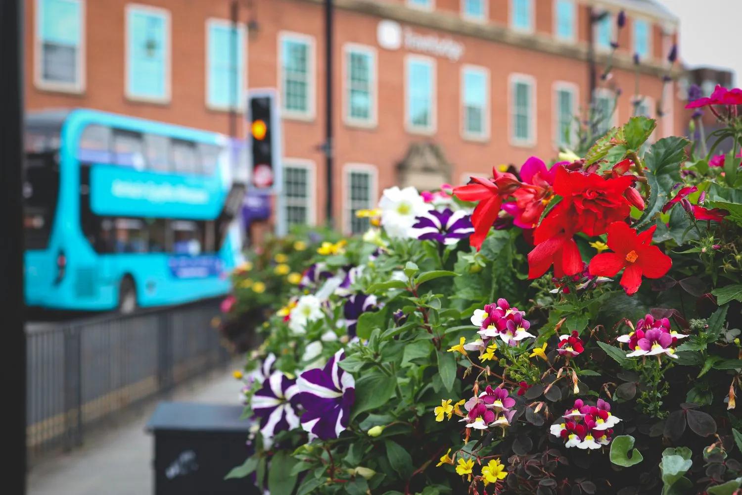 Close up of flowers beside a pavement with a bus passing in the background
