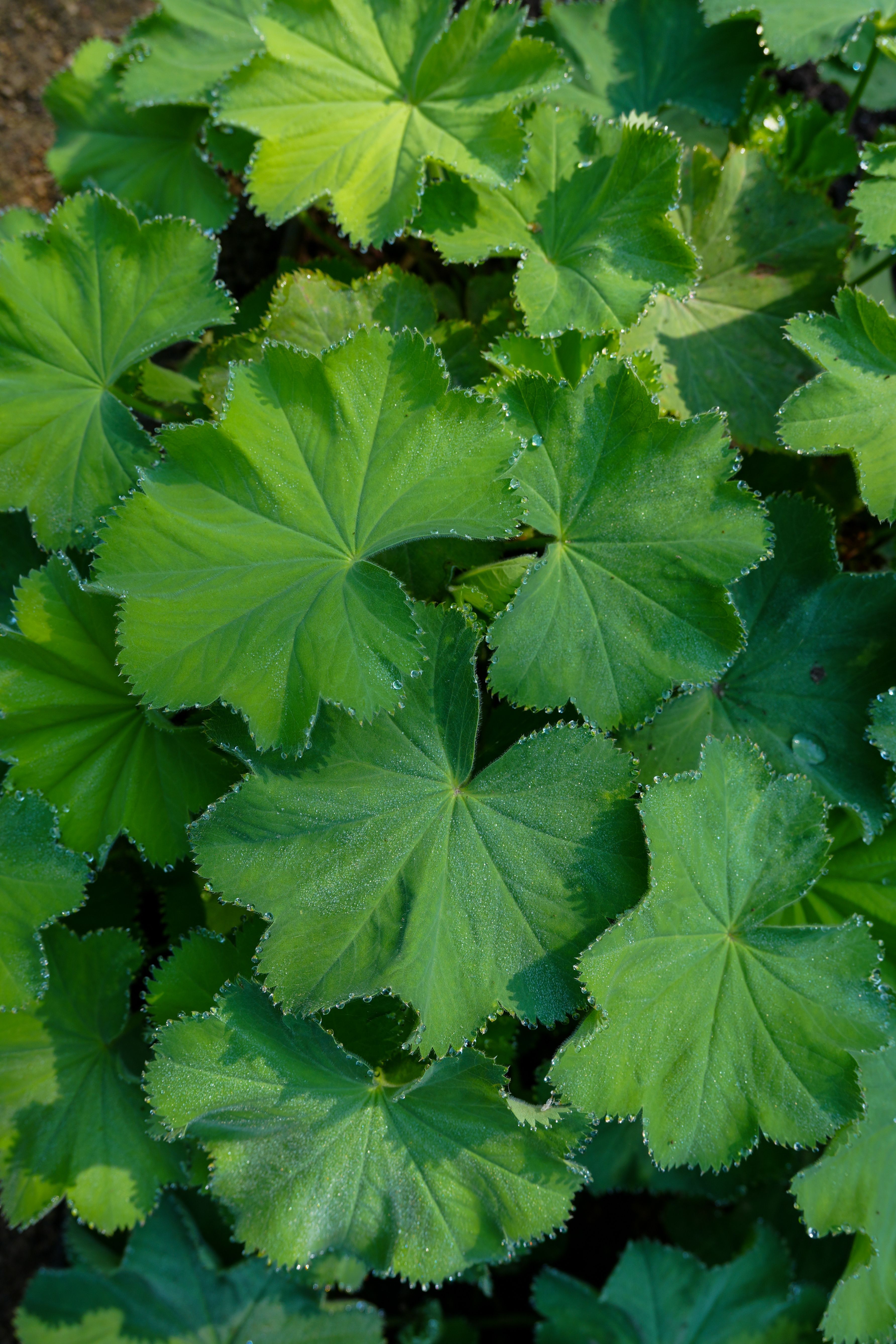 leaves
