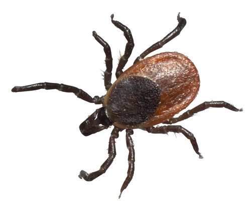 Ticks