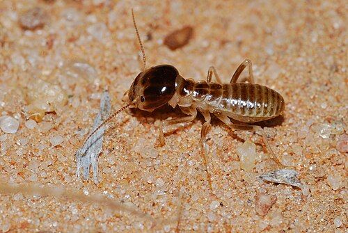 Harvester Termites