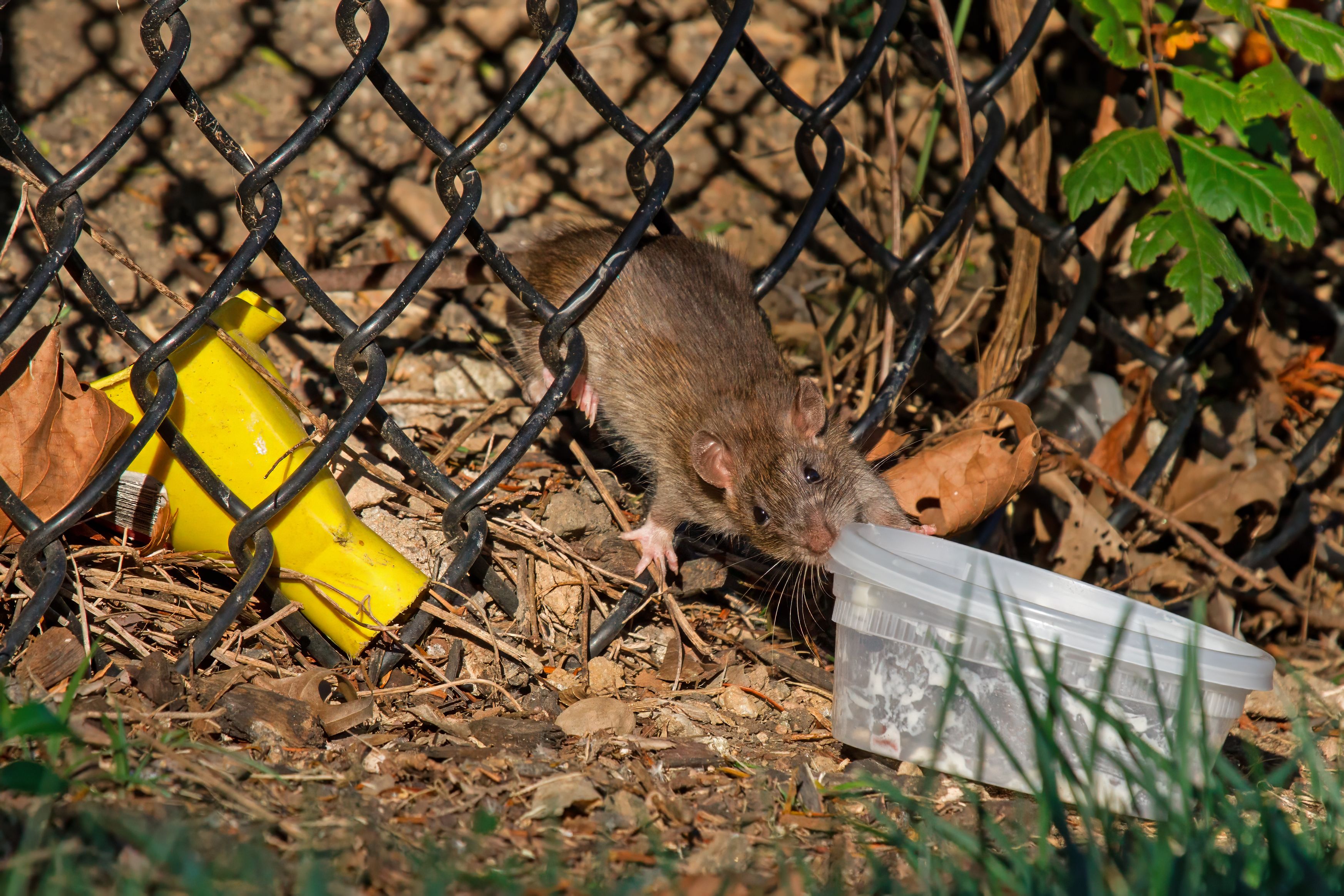 A medium-sized brown rat (Rattus norvegicus) is seen squeezing through a black chain-link fence on the outskirts of an urban Gauteng property. The rodent is foraging among dry leaves and discarded plastic food containers, a common sight in metropolitan areas like Johannesburg and Sandton where urban waste and human movement provide a constant food supply.