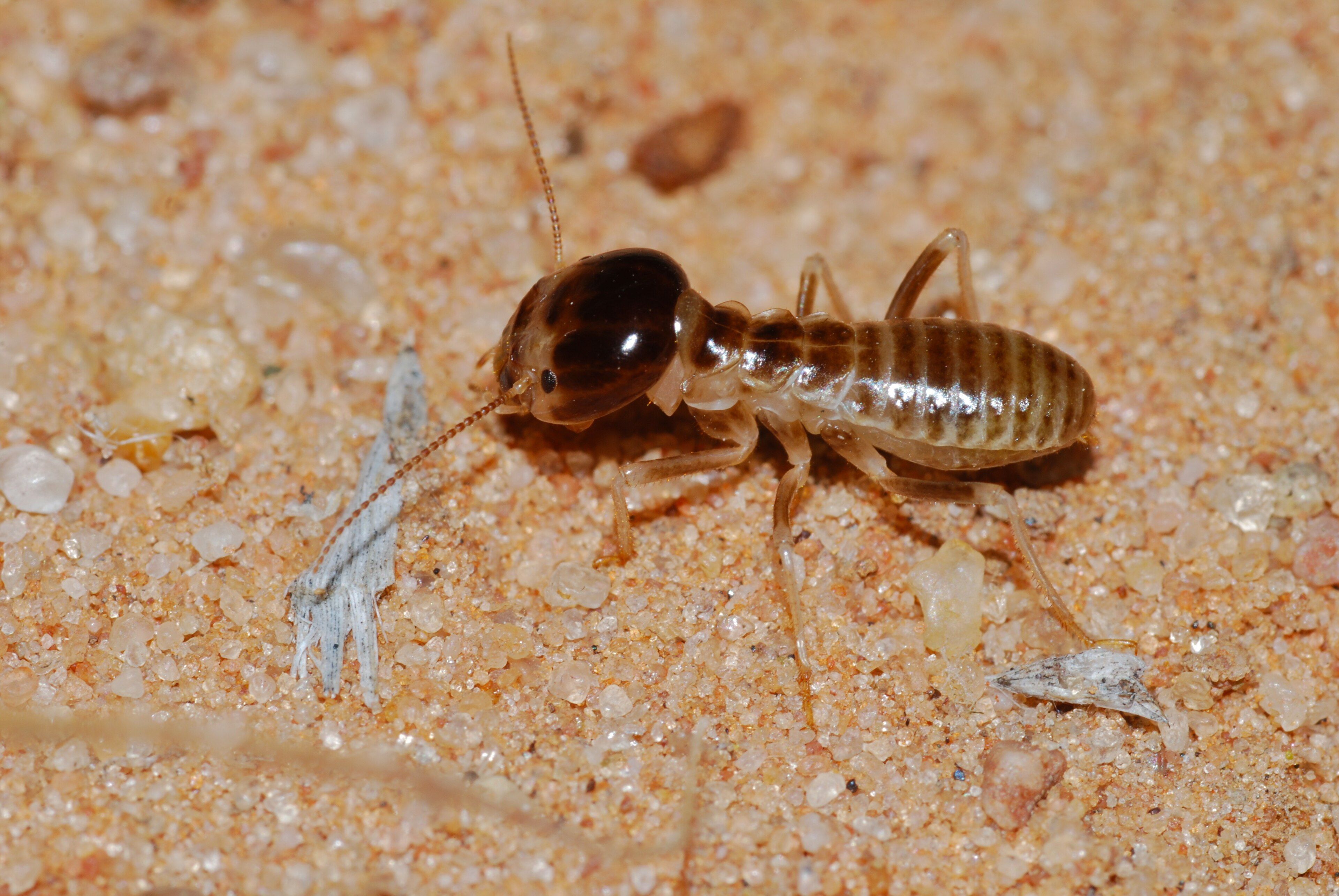 An image of a termite worker from the genus Macrotermes or Hodotermes, showing a cream-colored or light brown, segmented body with a hardened (sclerotized), darker head capsule. The insect possesses distinct, powerful mandibles used for snipping grass or wood, and six articulated legs designed for rapid movement across soil or timber. The translucent abdomen may show internal structures, and the overall posture is low to the ground in a foraging position