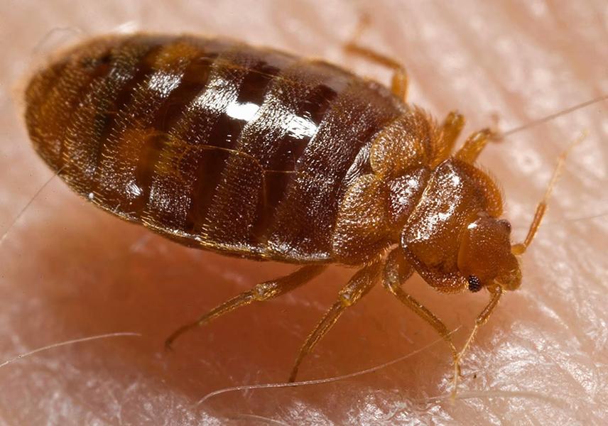 A live bed bug found in Gauteng on the skin of a human
