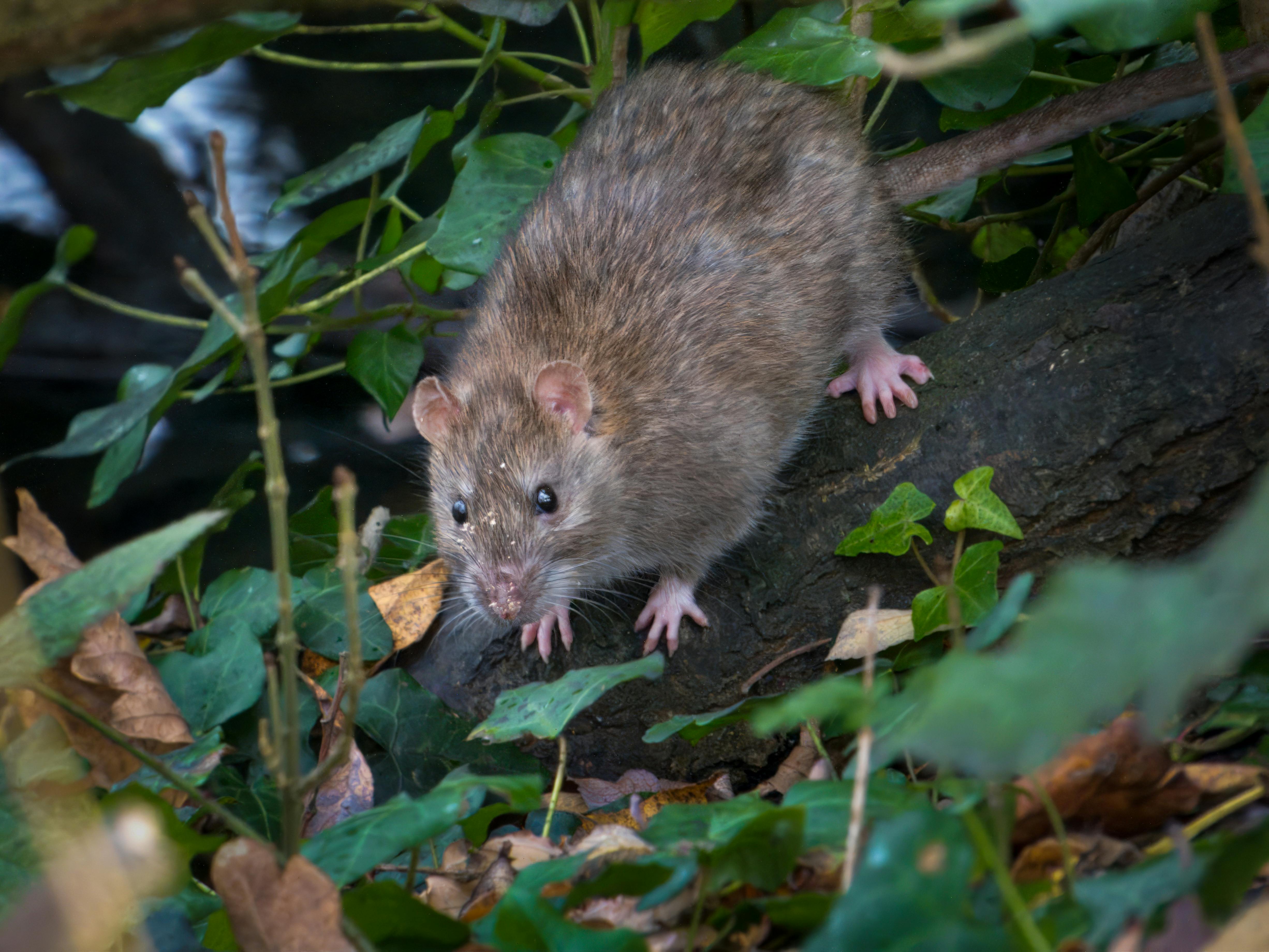A brown Norway rat foraging among green ivy leaves and wood in a garden setting, showcasing its thick fur and small ears.