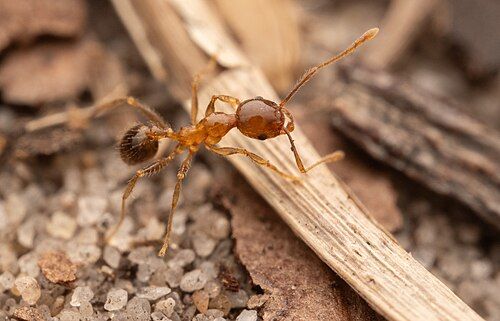 African Big-headed Ant (Pheidole megacephala)