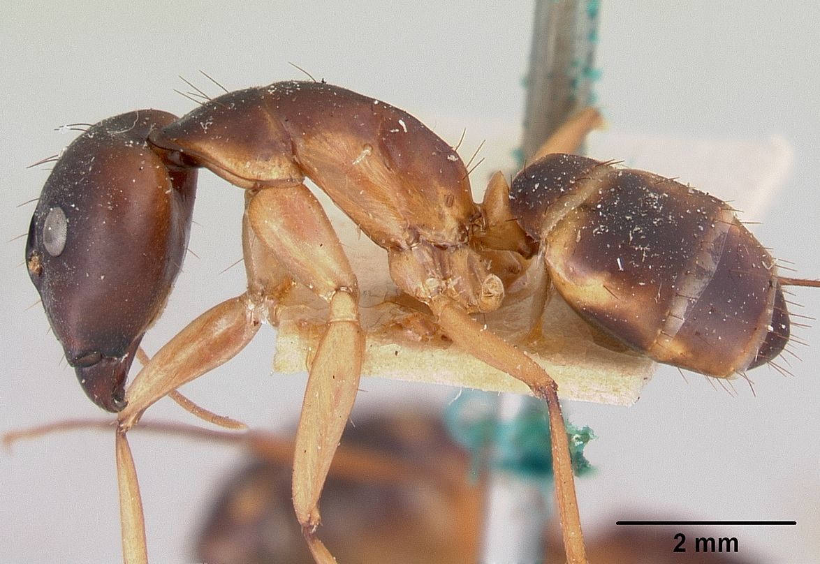A lateral macro photograph of a Spotted Sugar Ant (Camponotus maculatus) worker. The ant has a slender, yellowish-brown body with a large, dark-brown head. The gaster (abdomen) is notably dark with distinct light-colored lateral spots. Sparse, fine hairs are visible across its dorsal surface and legs. A 2 mm scale bar in the bottom right corner indicates the specimen's size, consistent with workers that can reach up to 17 mm in length.