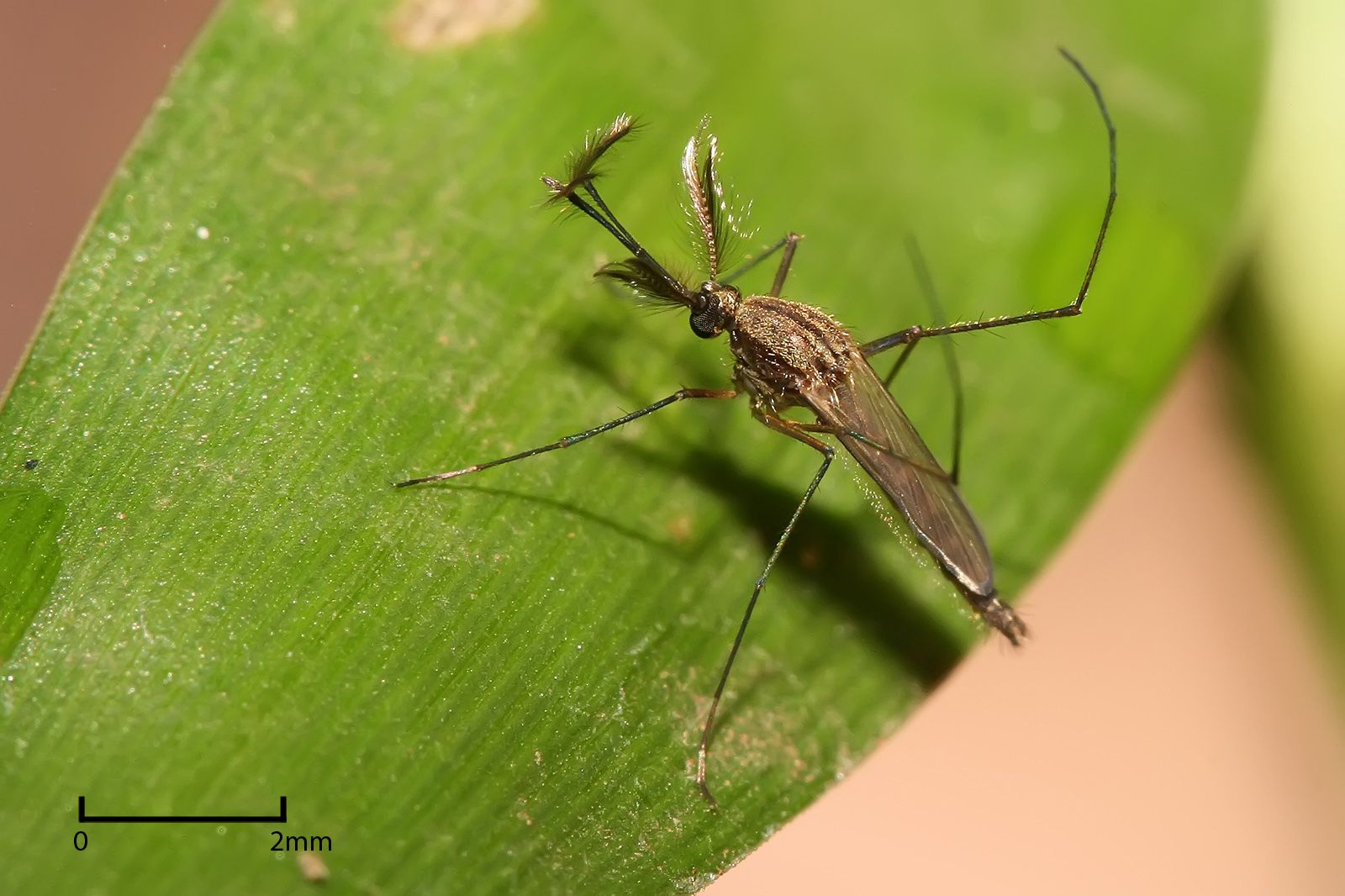 Culex sp. male mosquito