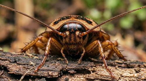 Seasonal pest control treatments designed to target pests during peak activity periods. Our proactive approach helps prevent infestations before they become costly, year-round problems.