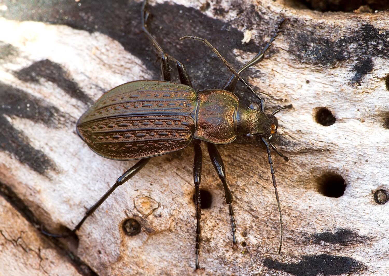 Carabus ullrichii