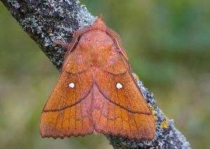 Odonestis pruni