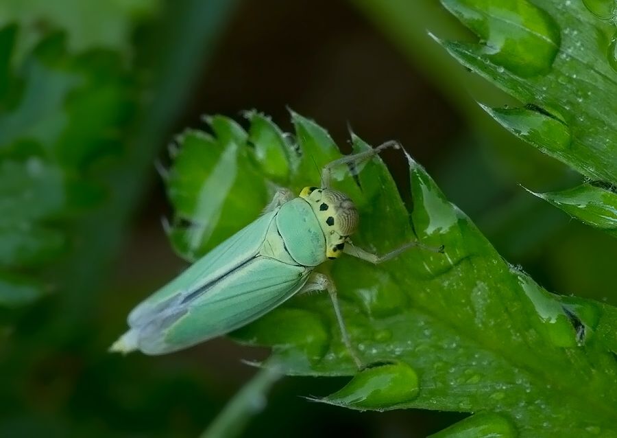 Cicadella viridis
