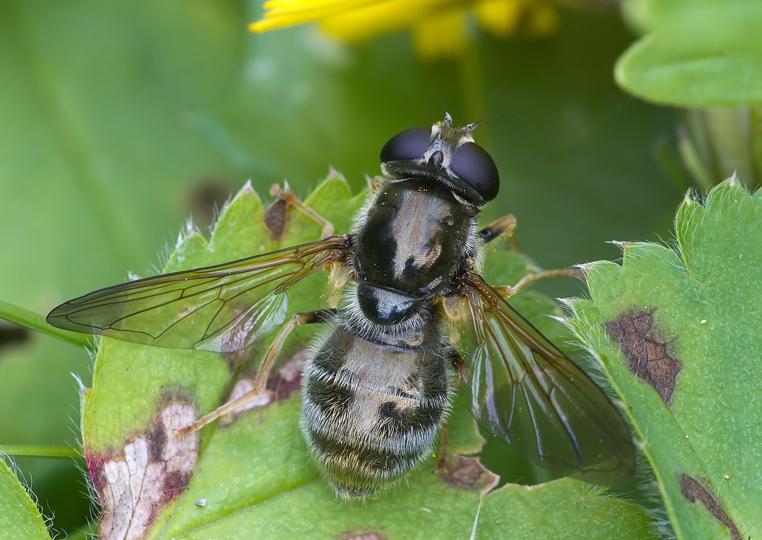 Cheilosia canicularis