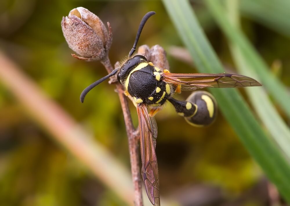 Eumenes pomiformis