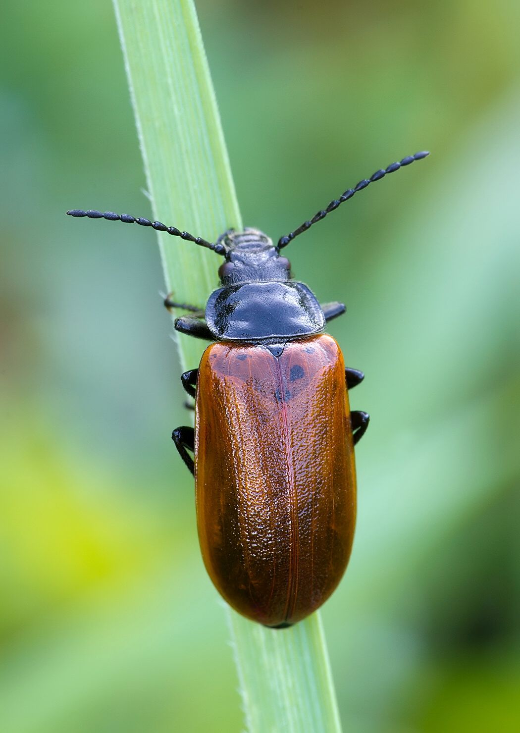 Omophlus proteus