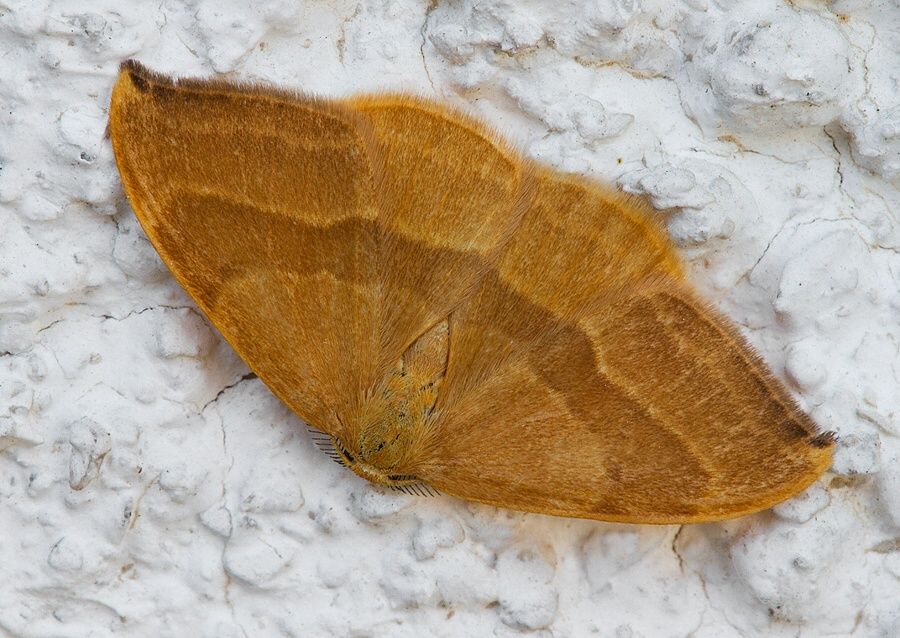 Watsonalla cultraria