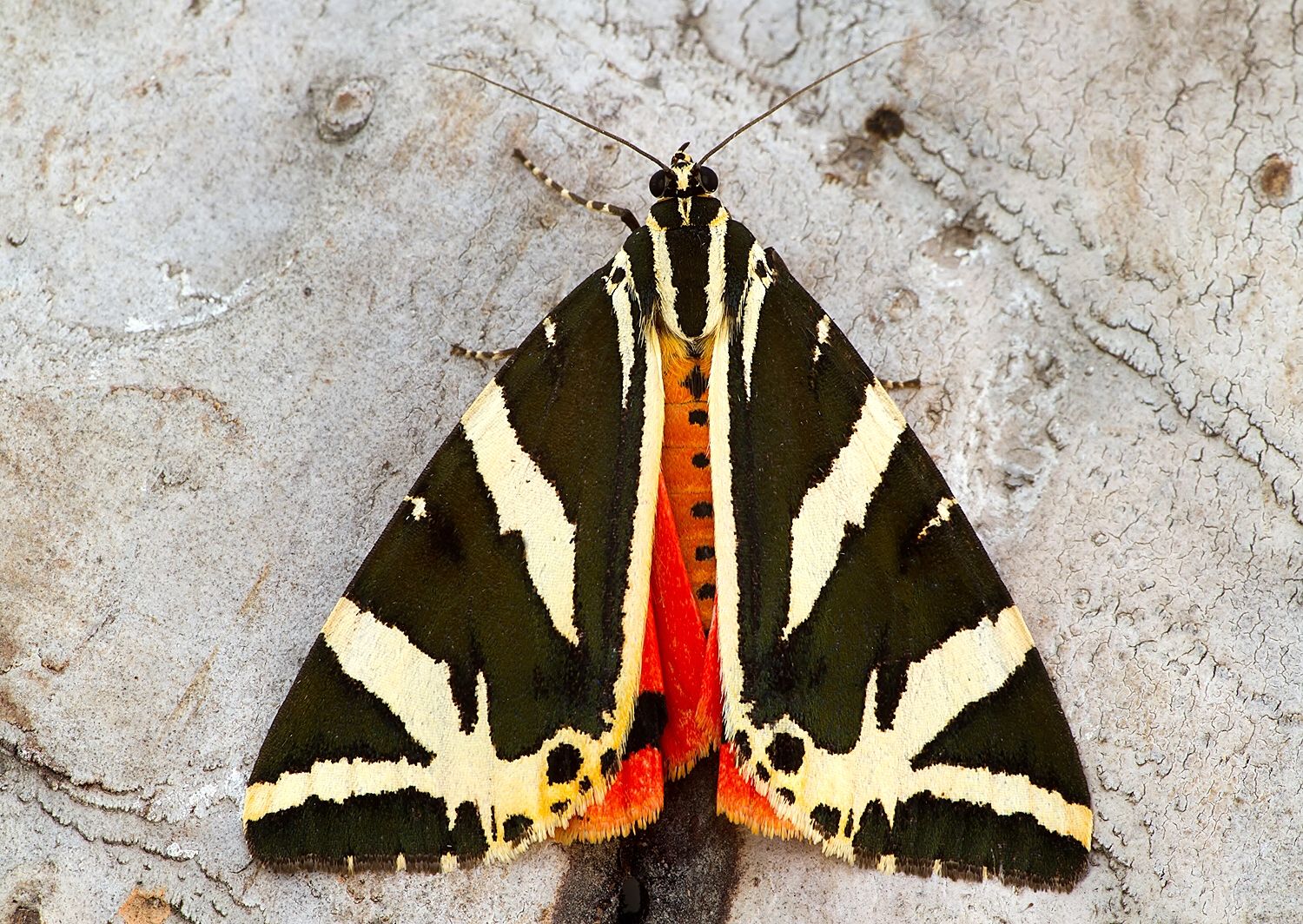 Euplagia quadripunctaria