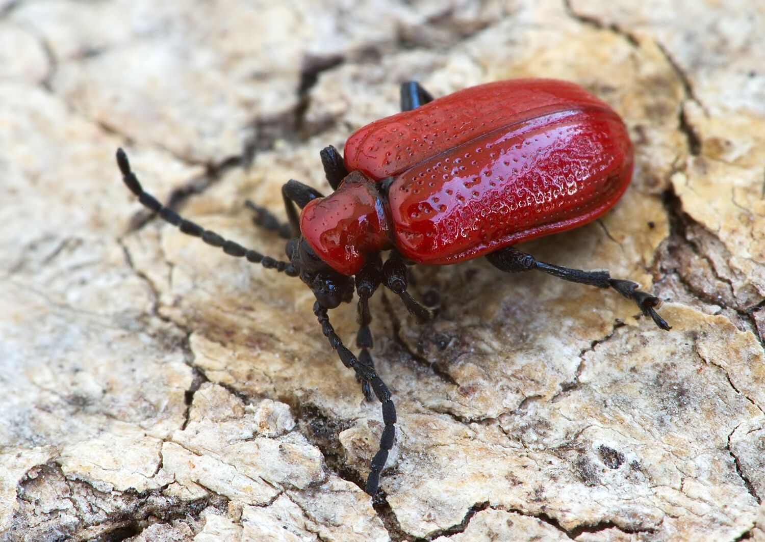 Lilioceris lilii