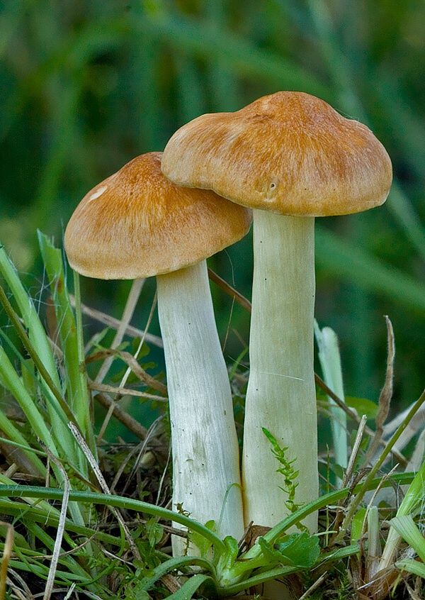 Hygrocybe pratensis var. pratensis (lúčnica lúčna)