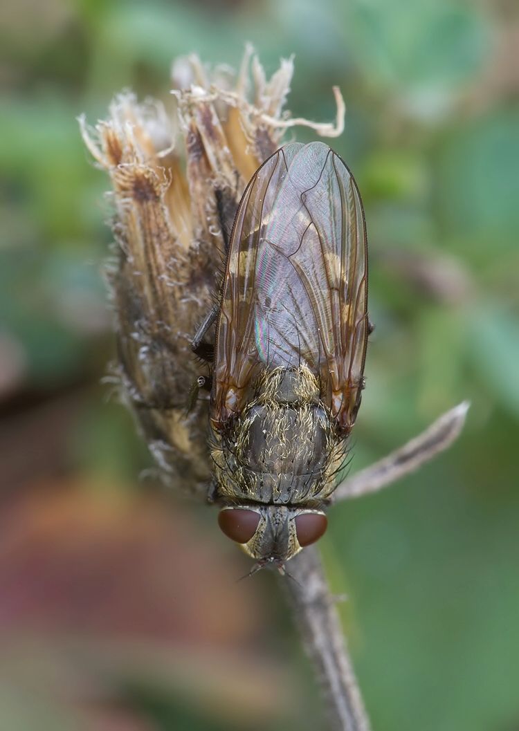 Pollenia rudis