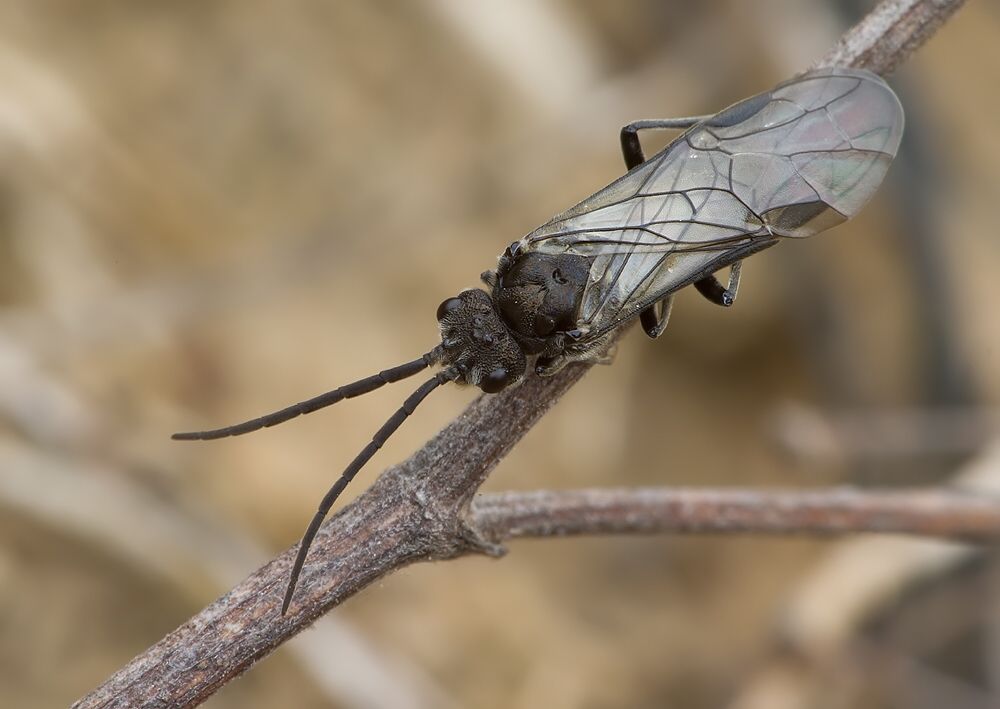 Phymatocera aterrima