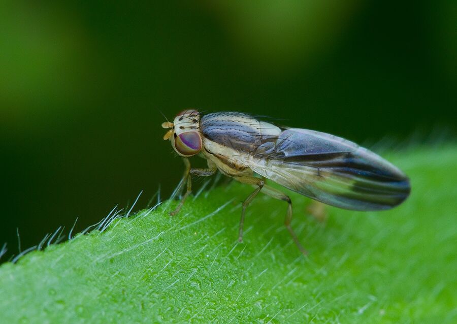 Peplomyza litura