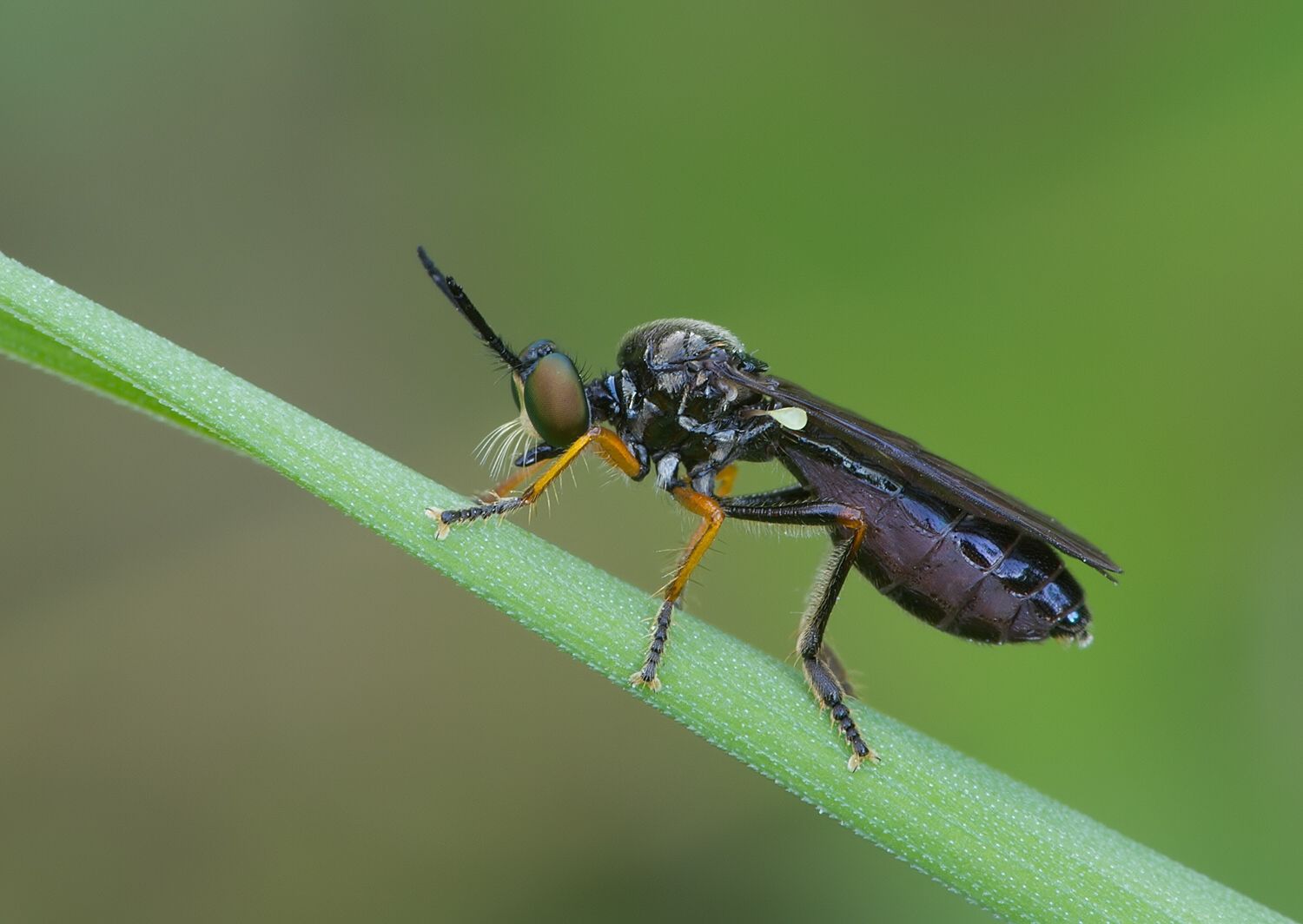 Dioctria longicornis