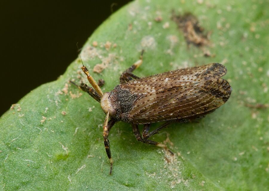 Asiraca clavicornis