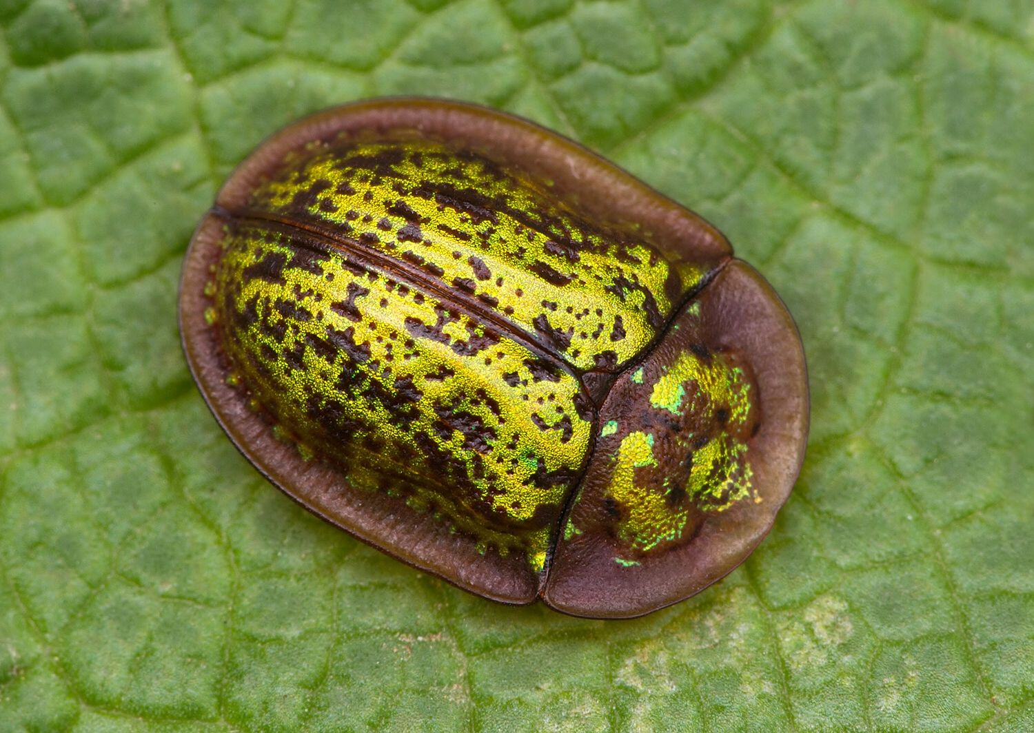 Cassida canaliculata