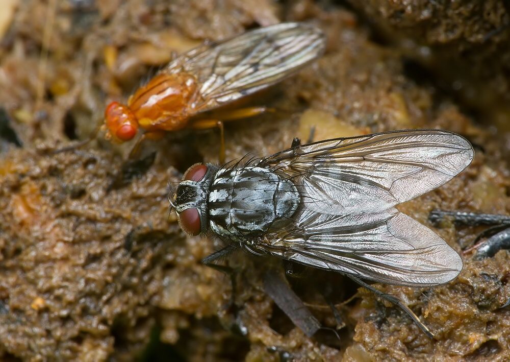 Polietes lardarius