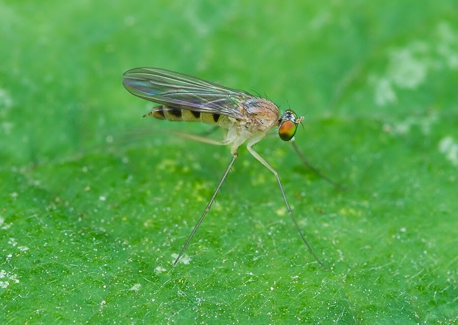 Neurigona erichsoni