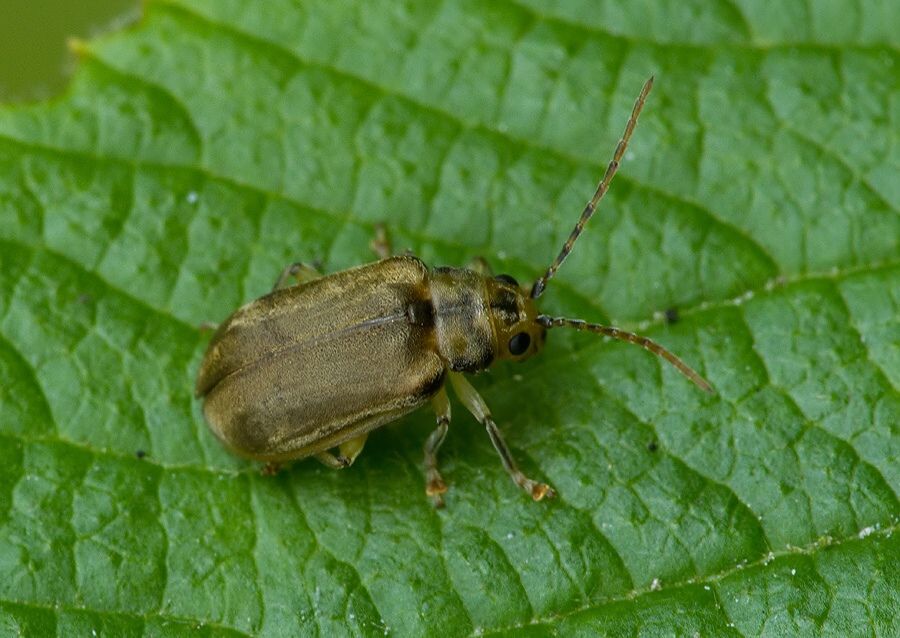 Pyrrhalta viburni