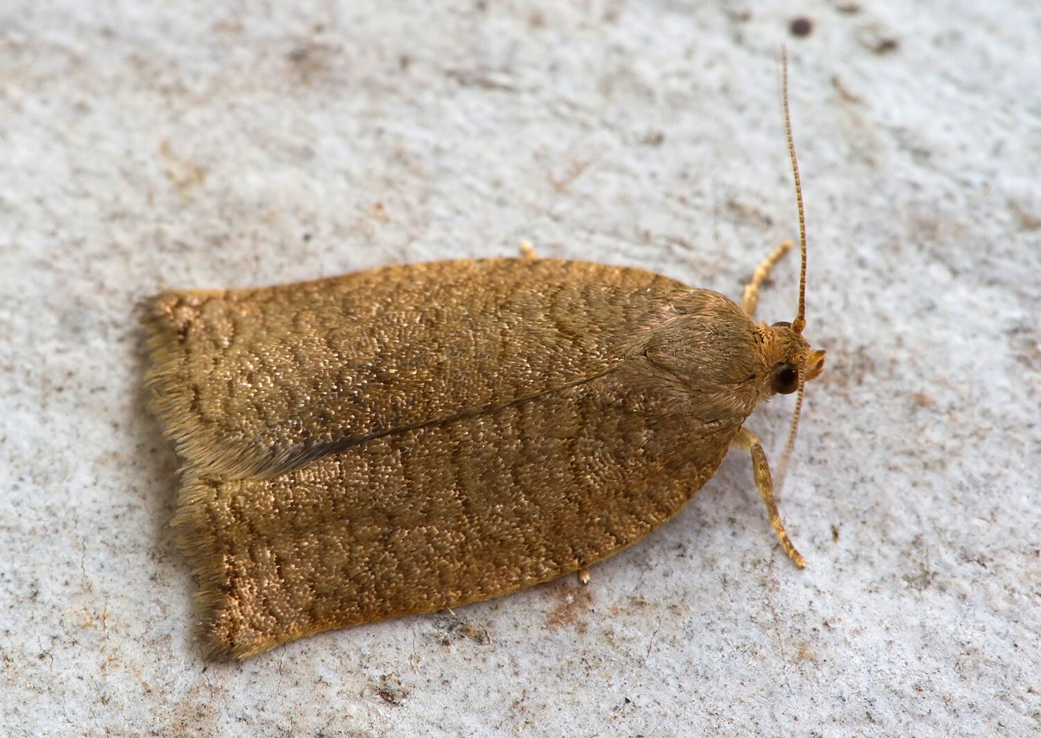 Acleris rhombana
