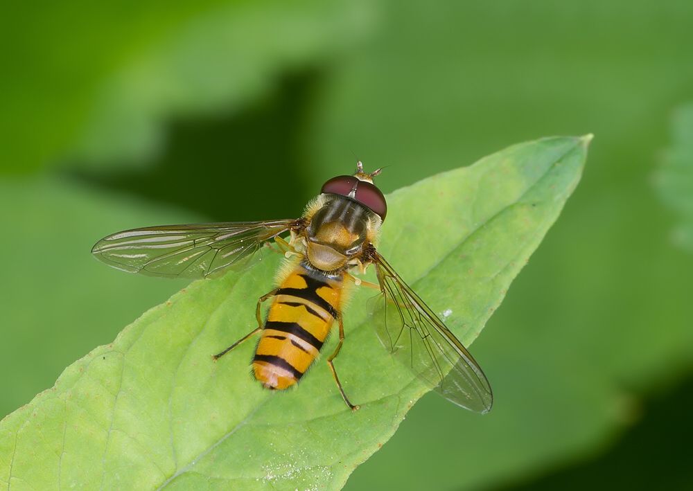 Episyrphus balteatus