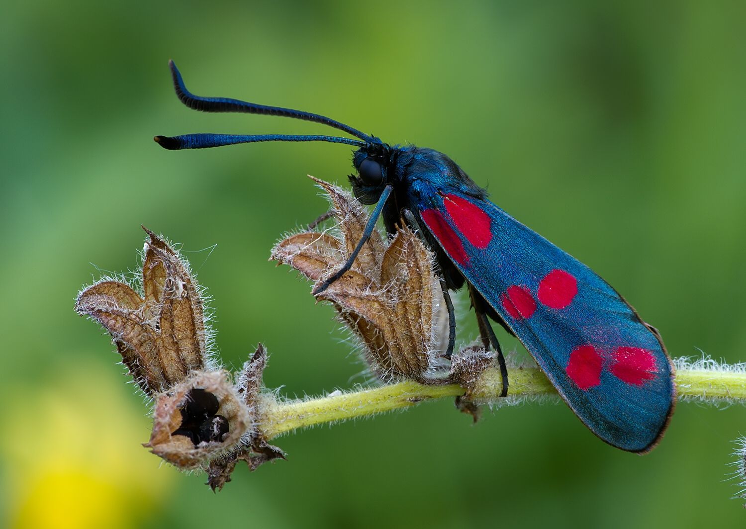 Zygaena filipendulae