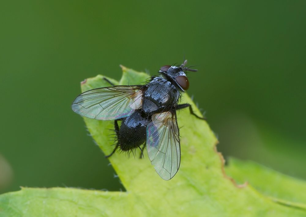 Rhinophora lepida