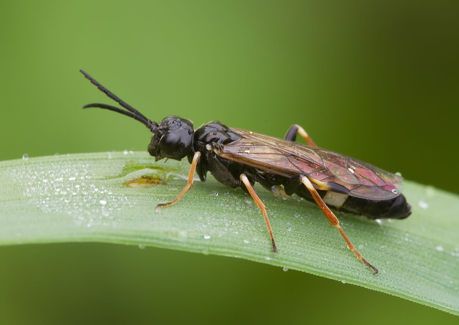 Allantus cinctus