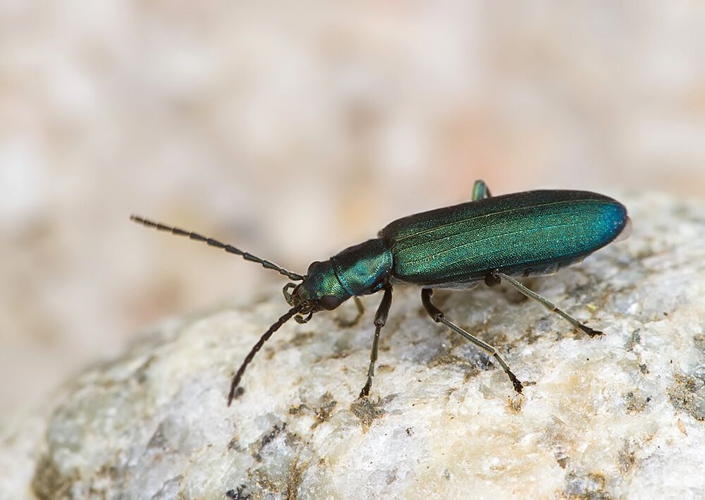 Ischnomera caerulea
