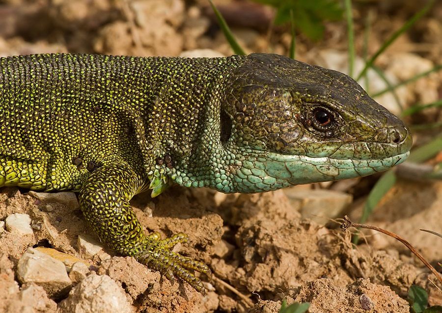 Lacerta viridis