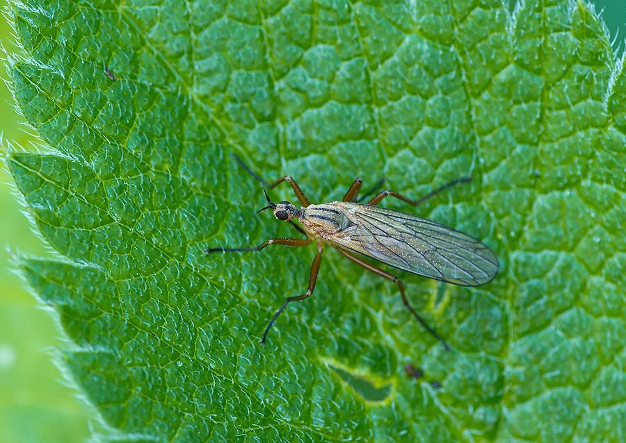 Empis digramma