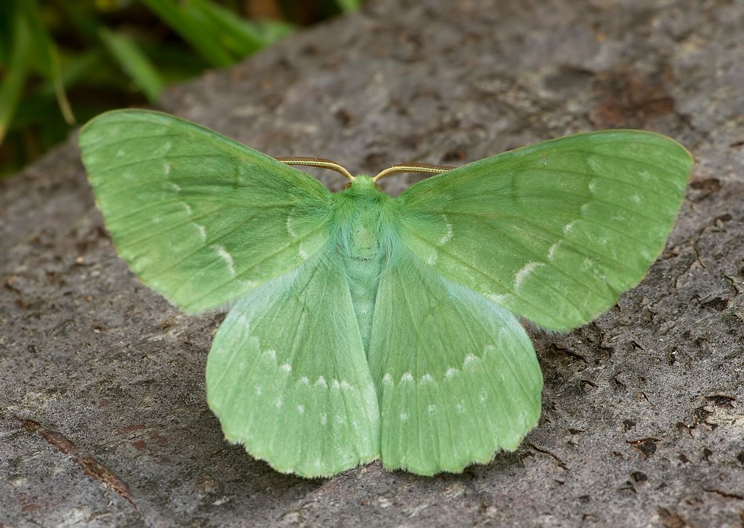 Geometra papilionaria