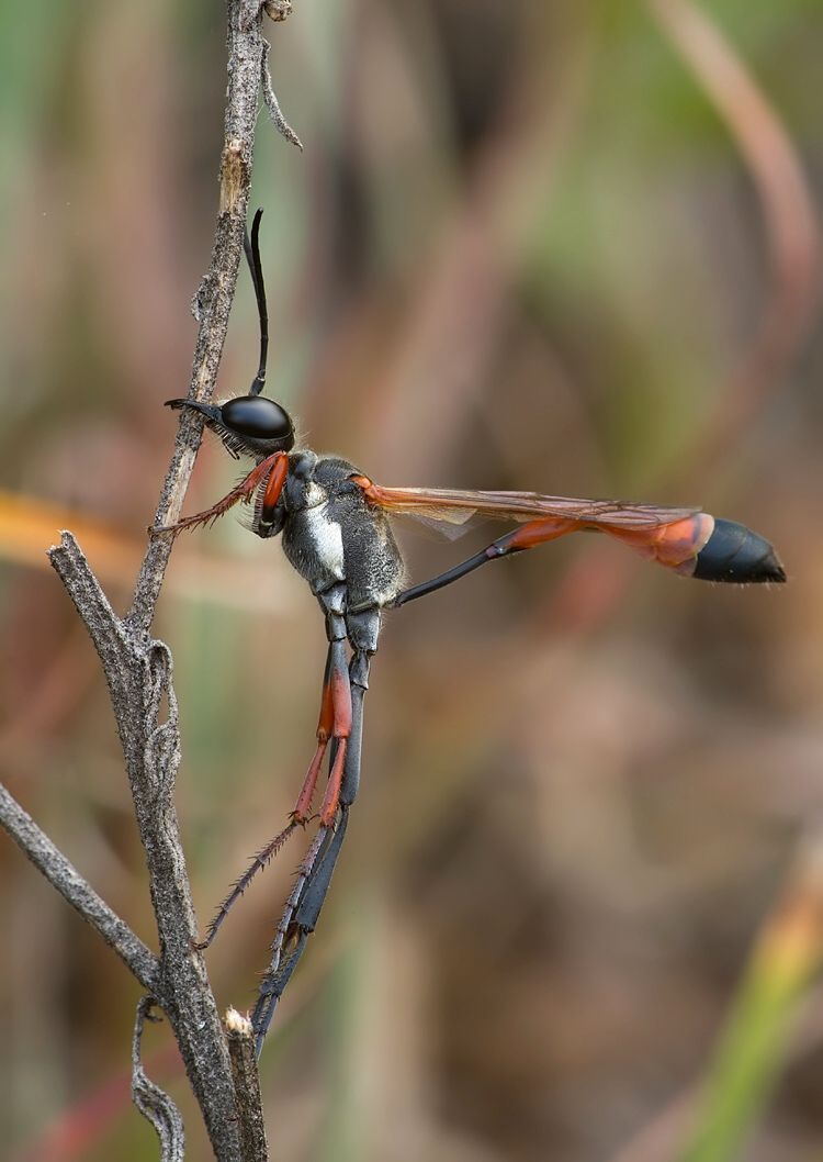 Ammophila heydeni