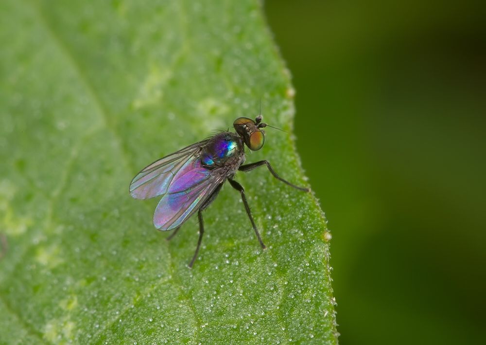 Chrysotus laesus